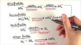 A2 Biology - Reactions in the nitrogen cycle (OCR A Chapter 23.3)