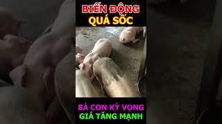 GIÁ HEO HÔM NAY BIẾN ĐỘNG QUÁ SỐC #shorts