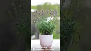 Best bedroom plants that bring positivity in your life| Best plants for bedroom|Best bedroom plants