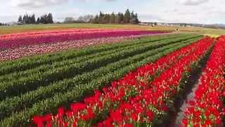 Tulip Town Bursting With Color (HD)