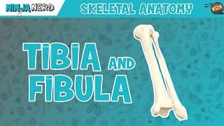 Tibia & Fibula Anatomy