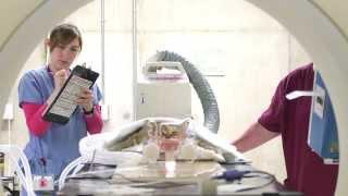 TomoTherapy at UW Veterinary Care (with Dr. Lisa Forrest)