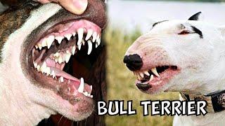 Bull Terriers: 7 Things You Need to Know Before Getting One