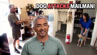 Scared Chihuahua Mix Almost Attacks Me! | Cesar 911 Season 4, Ep. 3 - Part 2