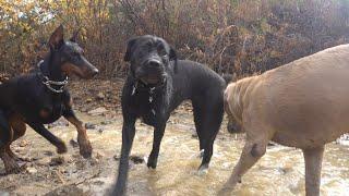 Doberman snaps at Cane Corso - Feeding all 3 guard dogs at the same time