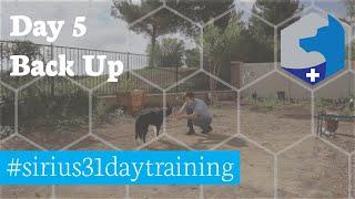 Back Up / #sirius31daytraining / Service Dog Training Challenge