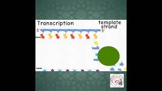  mRNA TRANSCRIPTION IN NUCLEUS | ANIMATION | #shorts #medicine #biology