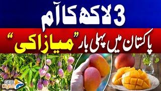 Geo Digital: Karachi's 'Miyazaki' mangoes cost 3 Lacs per KG