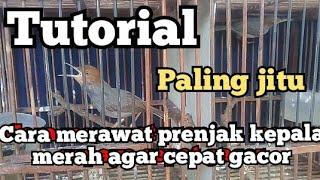 cara singkat merawat burung prenjak kepala merah agar cepat gacor dan fighter