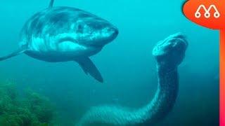 MEGALODON vs TITANOBOA!  QUEM GANHA ESSA LUTA?