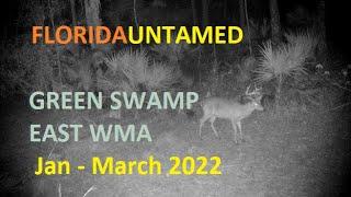 Trail Cam Video - Green Swamp East WMA - NICE FUNNEL | January-March 2022 | NICE BUCK - Part 2