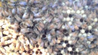 Top Bar Hive Inspection July 21, 2014