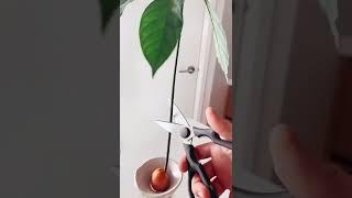 cut your avos! ️🪴 #avocado #indoorplants #diy #plants