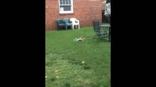 electrohub quad, new landing gear, controlled backyard flight #1