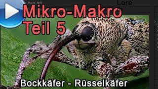 Mikro-Makro Teil 5, Bockkäfer und Rüsselkäfer!