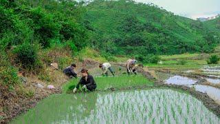 An exciting and wonderful day plowing and planting wet rice with the family