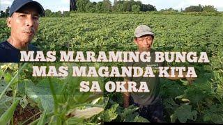 PAANO KUMITA NG MAS MALAKI AT MAGPARAMI NG BUNGA NG OKRA?