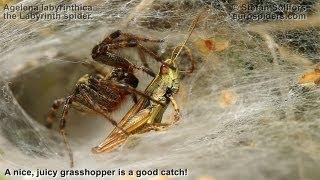 Agelena labyrinthica - The Labyrinth spider