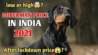 Doberman Pinscher Puppy Price / doberman price in india 2021 ?