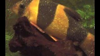 Fish Disease:  Freshwater Ich (Ichthyophthirius multifiliis)