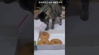 ㅋㅋㅋㅋ 내 하다하다 도넛과 맞짱뜨는 고양이라니 ㅋㅋㅋ 게다가 졌어. ㅋㅋㅋㅋ #shorts #cat %•#cats #catlover #catvideos