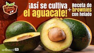  Descubre el secreto para producir aguacates todo el año - EPI #6