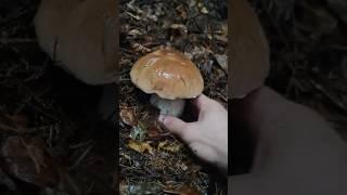 Mushrooms picking | Boletus | Білі гриби #grzyby #mushroom #porcinimushrooms #funghi #boletus #pilze