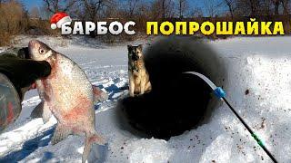 Зимняя рыбалка 2020! Ловля леща зимой! Барбос отобрал добычу :)