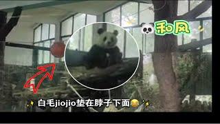 和风喜欢把白毛jiojio藏在脖子下面睡觉哈哈 太可爱了 吐舌头打呵欠萌翻全场 特长不愧是迷人！【摄于8.26】