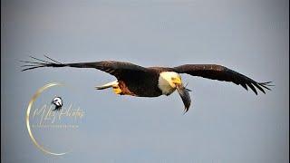 SWFL Eagles ~ FOOD FEAST FOR F23   M Brings 4 Fish & UFO! F23 Takes Them On The Go! Mating 10.29.24