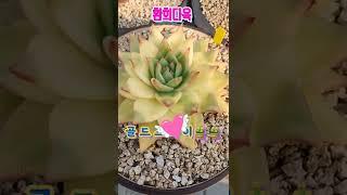 #환희다육 #골드스카이#다육판매 #매니아 #多肉植物#succulents #shorts