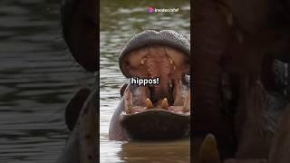 Amazing Hippo Fun Facts in 20 Seconds! Pls like and subscribe! #hippoday #hippopotamus #hippo