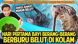 HARI PERTAMA ODDIE BAYI OTTER BERBURU BELUT DI KOLAM! BERANG-BERANG PINTAR JAGO BERBURU BELUT LICIN!