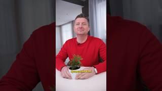 Хватит покупать туи! Их легко вырастить самому и совершенно бесплатно!
