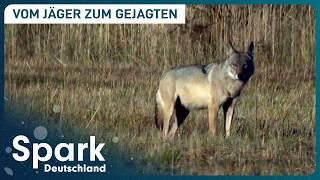 Domestiziert und gejagt: Der Wolf in Deutschland | Spark Deutschland