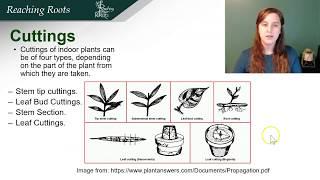 Plant Propagation