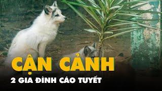 Cận cảnh 2 gia đình cáo tuyết 'An Khang Thịnh Vượng' tại Thảo cầm viên Sài Gòn