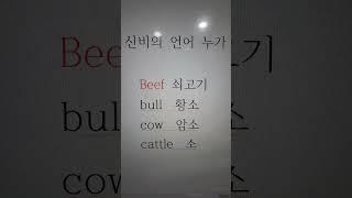 Bull 소는  조상신비한 언어? 18편  #한문성경 #영어성경