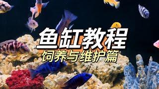 偽海水魚缸/水族箱DIY教程（下集）- 飼養與維護篇