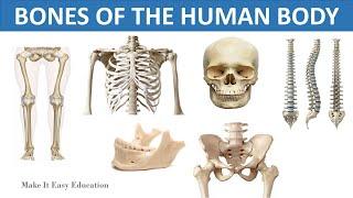 BONES OF THE HUMAN BODY || THE SKELETAL SYSTEM || SCIENCE VIDEO FOR CHILDREN