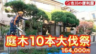 【庭木10本大伐採】お見積りにお伺い＆即受注🪓鎌ケ谷の便利屋動員で異例のスピード作業｜コニファー月桂樹椿もみじ千葉県市川市の便利屋！各作業料一覧、お問い合わせ先は概要欄をご覧下さい！