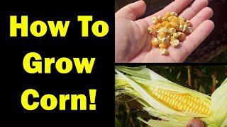 Growing Corn Seed To Harvest - The Definitive Guide