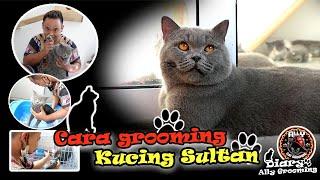 Cara grooming kucing sultan |BSH| |DIARY ALLY GROOMING|