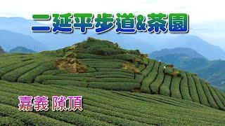 嘉義隙頂二延平步道&茶園