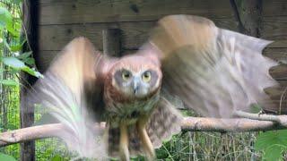 Uilen- en dierenpark De Paay