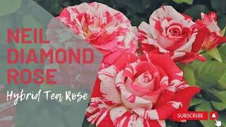 Neil Diamond Rose | Rosa Neil Diamond | Hybrid Tea Rose