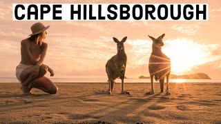 Cape Hillsborough Kangaroos on the Beach at Sunrise! Australia Travel Vlog