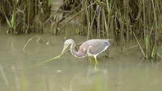 Tricolored Heron Fishing