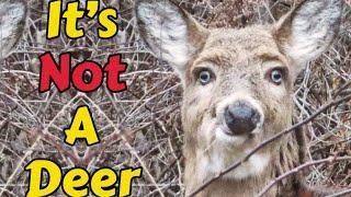 The Not-Deer: The Mysteries of This Eerie Cryptid