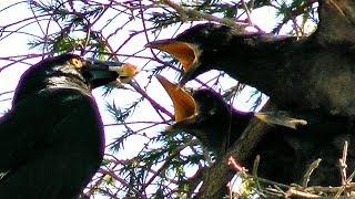 Australian Pied Currawong Bird feeding its chicks in nest